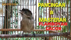 Download mp3 flamboyan betina manggil jantan dan video mp4 gratis. Flamboyan Gacor Ngebren Ampuh Buat Pancingan Dan Masteran Wergan Jawa