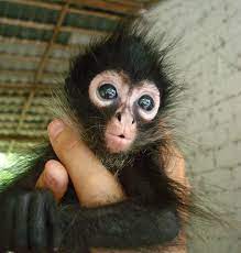 Just Hanging Around Abandoned Monkey Who S The Cutest Baby In The Zoo Cute Baby Monkey Spider Monkey Cute Animals Puppies