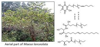 Image result for Maesa lanceolata