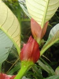 Image result for Stipularia africana