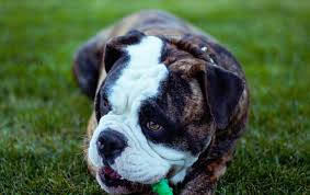 Here are our choice picks when it comes to the best dog toys for tough chewers. The 8 Best Dog Toys To Keep Your Furry Friend Engaged Now Magazine