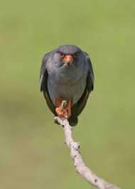 Red Footed Falcon Pet Birds Beautiful Birds Funny Birds