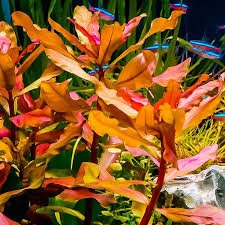 Image result for Nesaea crassicaulis