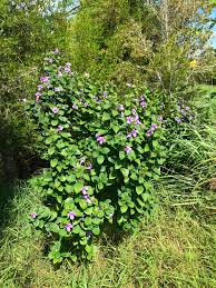 Image result for Barleria cristata