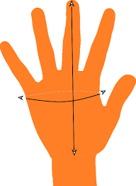 Hand circumference is the area/region between the area of contact between the pointer finger and pinkie on the palm. Changes To Uk Glove Sizes For Eu Regulations Hazchem