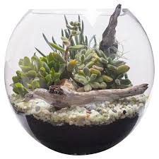 Image Result For Succulent Terrarium Fish Bowl Rasteniya