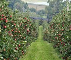 Pin On Apple Orchard