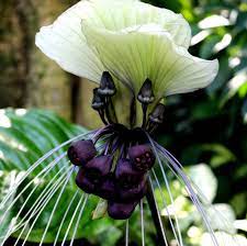 Allium Ampeloprasum Bat Flower Flower Seeds Bat Plant