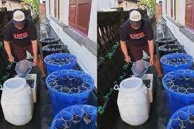 Penjual mie ayam yang jorok ini menyita perhatian. Fakta Cara Budidaya Lele Dan Kangkung Dalam Ember