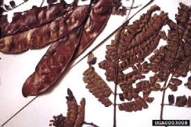 Image result for Albizia gummifera