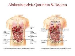 The transverse plane, others call it a transumbilical plane, divides the lower and upper quadrants. Anatomical Terminology Anatomists Use A Common Language Referring