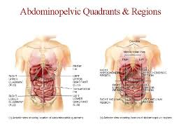 Anatomy of the human nose. Anatomical Terminology Anatomists Use A Common Language Referring