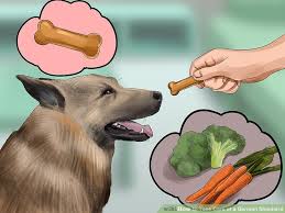 How To Take Care Of A German Shepherd With Pictures Wikihow