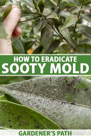 Image result for sooty mould