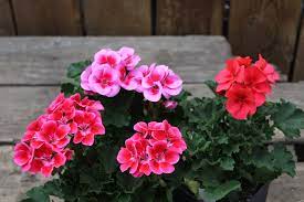 To send cheap flowers to denver, use our services as we work with top professional local florists and flower shops in denver. Annual Flowers Plants Denver