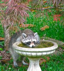 A raccoon can squeeze into holes as tight as 4 inches, meaning you can take almost. Raccoon Prevention Methods Abc Humane Wildlife Control And Prevention