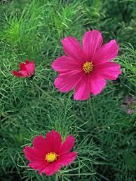 Daylilies Cosmos Plant Fast Growing Flowers Easiest Flowers To Grow