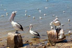 Australian Pelicans Relaxing In The Sunlight By The Sea Image Of Australian Pel Ad Sea Image Pelicans Sunlight Austr Image Pelican Animals Images