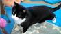 Striped Domestic Shorthair Cat