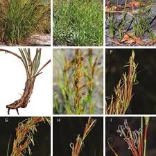 Image result for Asterochaete angustissima