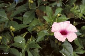 Image result for Ipomoea involucrata
