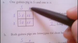 For each of the following complete a punnett square and answer the question using your own paper. Review Of Monohybrid Cross Worksheet Youtube