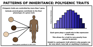 Polygenic Definition Examples Expii