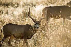 3 Common Deer Species In North America And How To Hunt Them