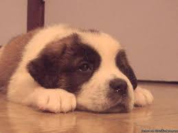 Fantastic record keeping and care log book for your dog: St Bernard Puppies Purebred Price 300 00 For Sale In Muskegon Michigan Best Pets Online