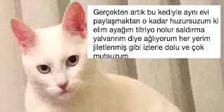 Sahibini Hayattan Bezdiren Psikopat Kedi Ve Gelen Acayip Tepkiler Onedio Com