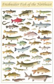 Mojo Fishing Apparel Fishing Youtube Videos Kill 8 Wild