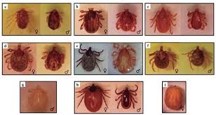 Maliit na kulisap na walang pakpak, walang matá, at kahawig ng pulgas, karaniwang makikíta sa áso, pusa, kalabaw, at iba pa. Garrapatas Duras Acari Ixodidae De Colombia Una Revision A Su Conocimiento En El Pais Acta Biologica Colombiana