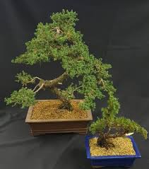 While bonsai wire is softened it can still take a bit of effort to bend some of the thicker wires so it is best to do it while you can move your tree around without damaging newly developing roots. Bonsai Plants Save Lives Learn How To Style Your Own At This Upcoming Course For Beginners