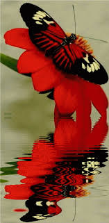 Black And Red Caterpillar Michigan Https Encrypted Tbn0 Gstatic Com Images Q Tbn 3aand9gctn8xbgoiyhitkzl Gwpt3lp Amonyzjgu33q Usqp Cau