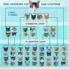 Spay And Neuter Your Pets Far Too Many Pets Are Euthanized Due To Pet Overpopulation Re Aspca Approx Feral Cats Raining Cats And Dogs Animal Companions