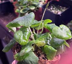 Image result for Dorstenia barnimiana