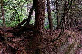 Book your packwood package with us and you'll be able to access orbitz rewards. Mount Rainer Nationalpark Camping Wandern Am Fusse Des Eisigen Vulkans Reiseblog