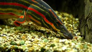 Video Made 10 19 12 Of Our Baby Fire Eel That We Ve Had For 2 Months Description From Hmonghot Com I Searched For This On Bi Cichlid Aquarium Fish Fish Pet