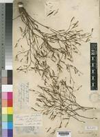 Image result for Launaea rarifolia