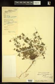 Image result for Geranium ocellatum