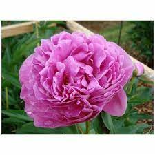 Peony Dr Alexander Fleming Flower Bulbs 7 Eye For You To Plant Shipped Bare Root Taking Preorders For September Shippin Bulb Flowers Peonies Planting Peonies