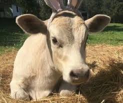 510 Images About Animal Kingdom On We Heart It See More About Animal Cute And Dog In 2020 Animals Animal Kingdom Dogs