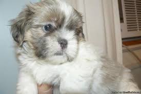 See more of shih tzu puppies in alabama on facebook. Shih Tzu Puppy Price 200 For Sale In Montgomery Alabama Your City Ads