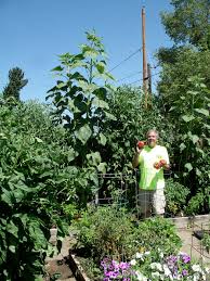 How many tomato plants in a 4x4 raised bed. 300lbs Of Tomatoes From One 4x4 Raised Garden Bed Yes Grow Huge Tomatoes In Nevada Full Circle