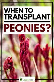 When peonies are stressed, their leaves curl. When To Transplant Peonies Garden Tabs