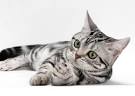 10 Cat Breeds Who Like to Play With Dogs - Vetstreet