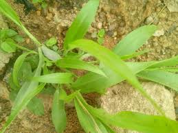 Image result for Andropogon canaliculatus