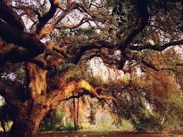 The Oak Tree At Rancho Santa Ana Botanic Garden Is A Big Stunner Claremont Ca Sun Diego Sara Nature Claremont Botanical Gardens