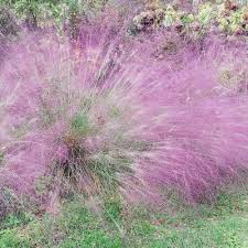 Image result for Eragrostis macrochlamys