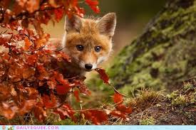 Image result for fall